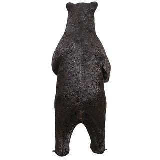 American Black Bear, Standing