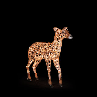 Deer Fawn Standing